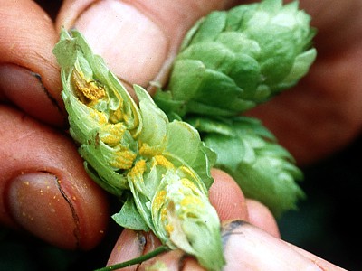 geöffnete Hopfendolden