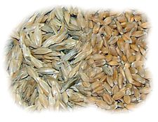 Einkorn, links mit und rechts ohne Spelzen Einkorn